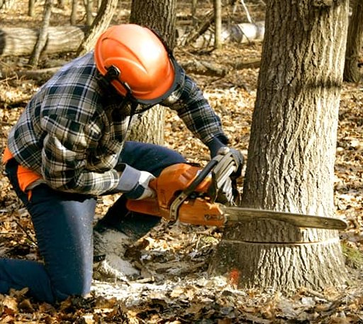 Tree Removal in Yantic, CT